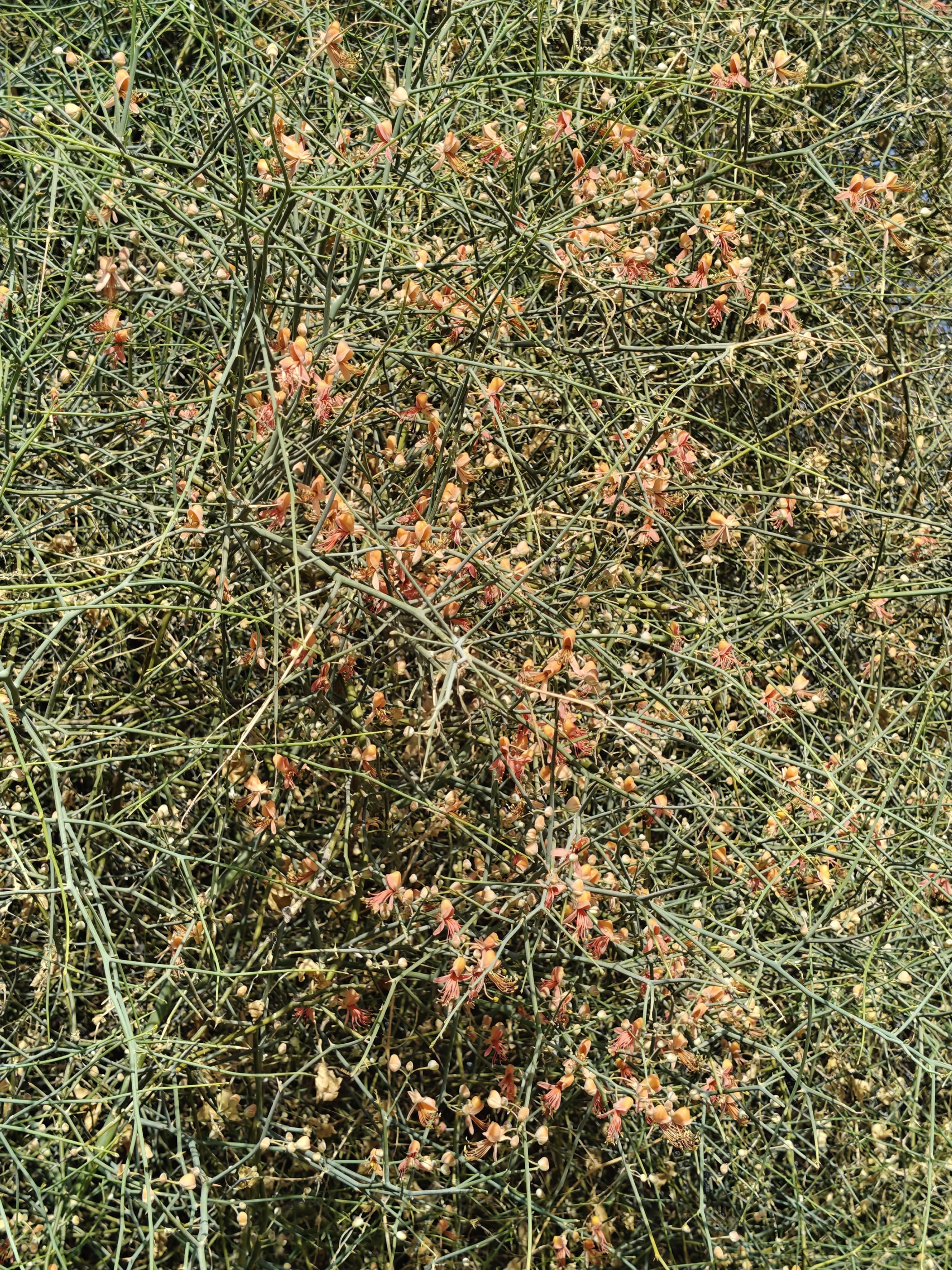 Compensatory Afforestation